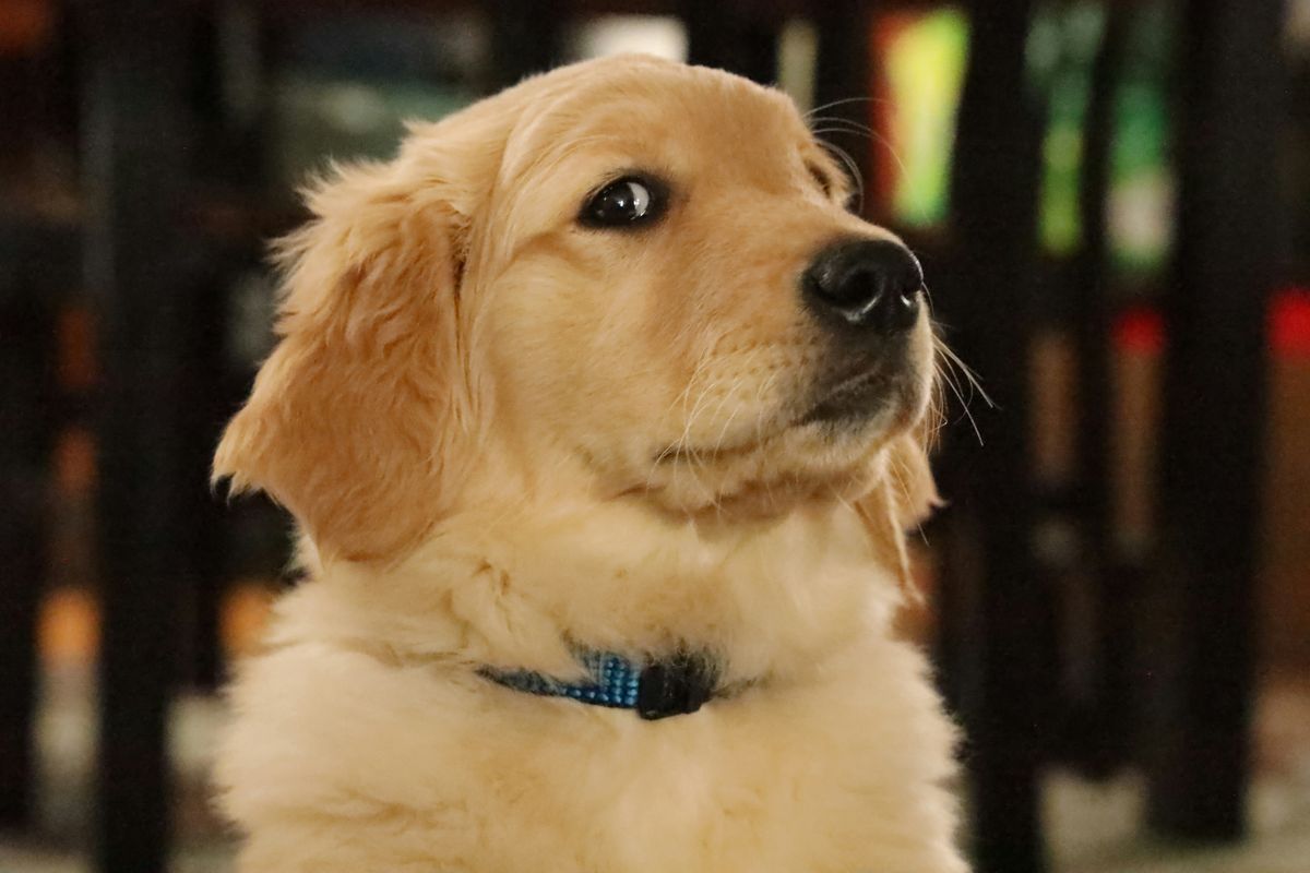 dogs, dog breeds, golden retriever, beagle, ranking