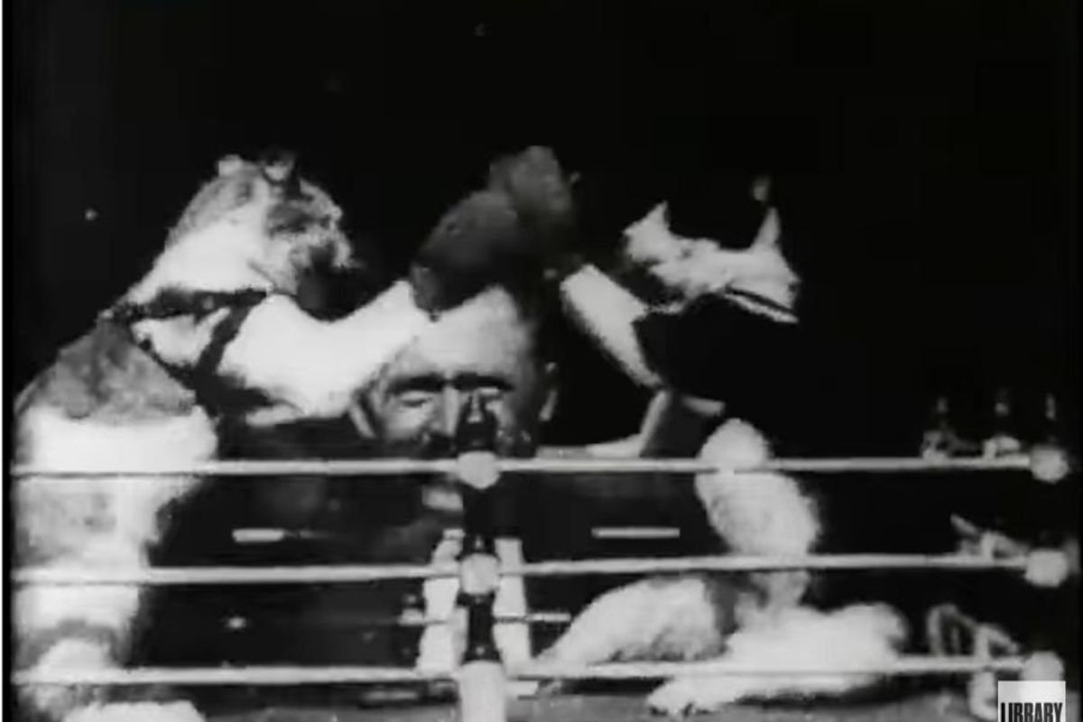 boxing cats; cats boxing; first cat video; thomas edison cat video; viral cat videos; pets; cats