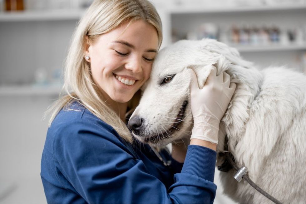 veterinarians, vet tech veterinary medicine, pet care, animals