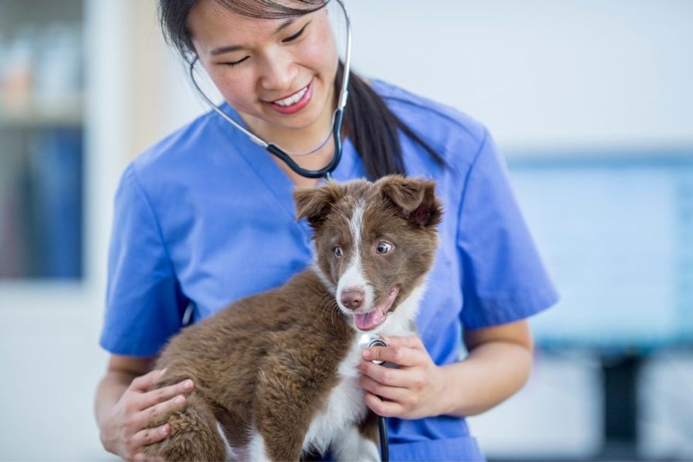 veterinarians, vet tech veterinary medicine, pet care, animals