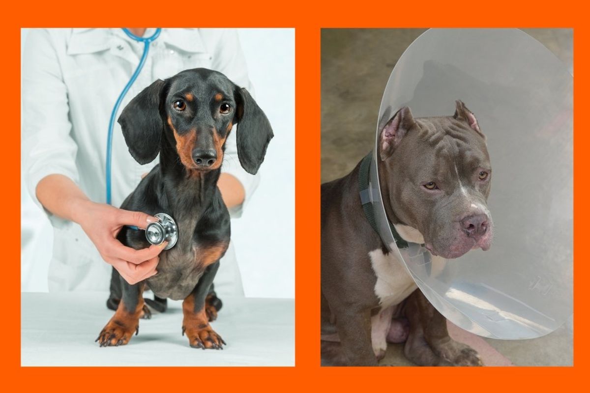 dogs, vets, pit bulls, dachshunds, veterinarian, pit mix