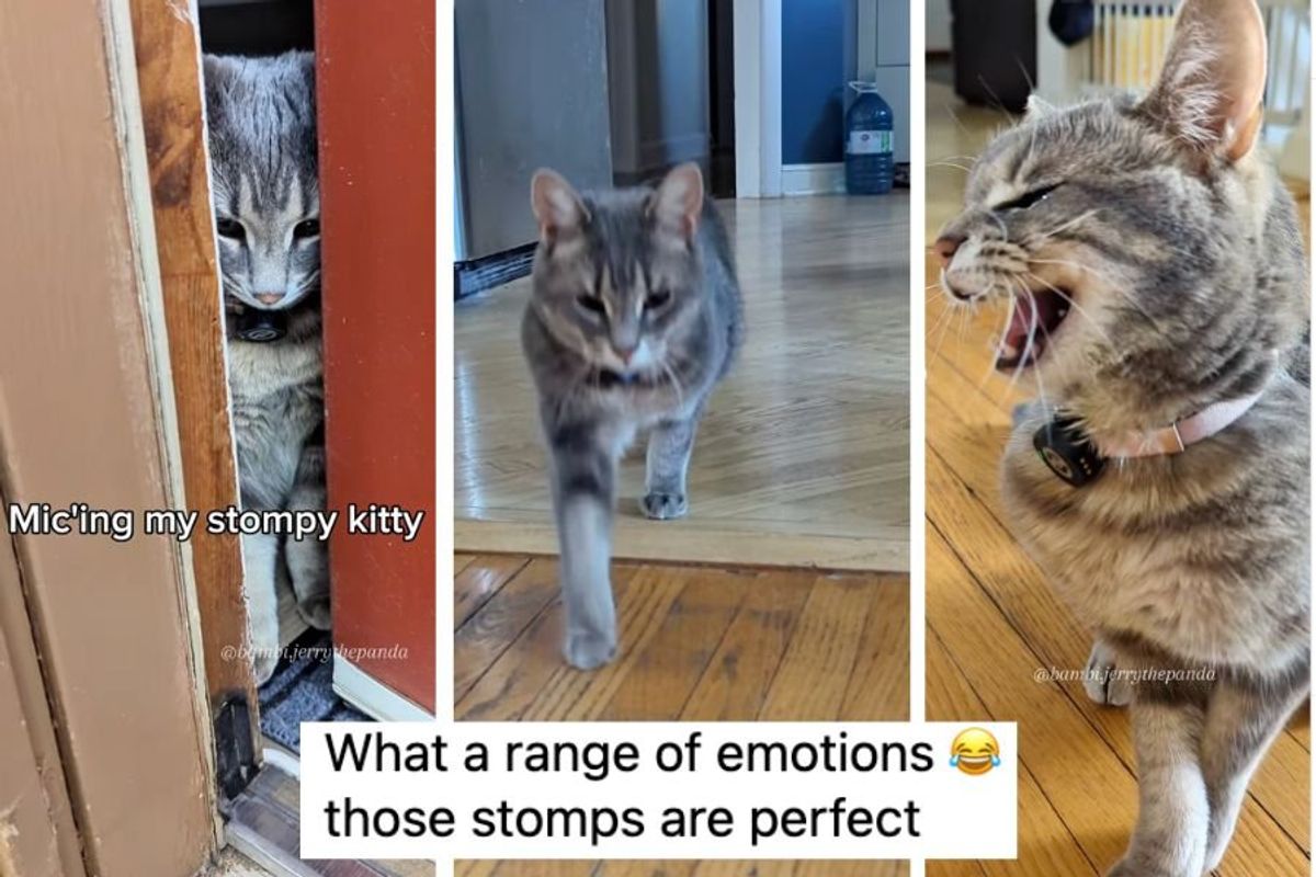 Cerebellar Hypoplasia, Cerebellar Hypoplasia cats, ch cats, wobbly cat syndrome, cat videos, viral cat videos