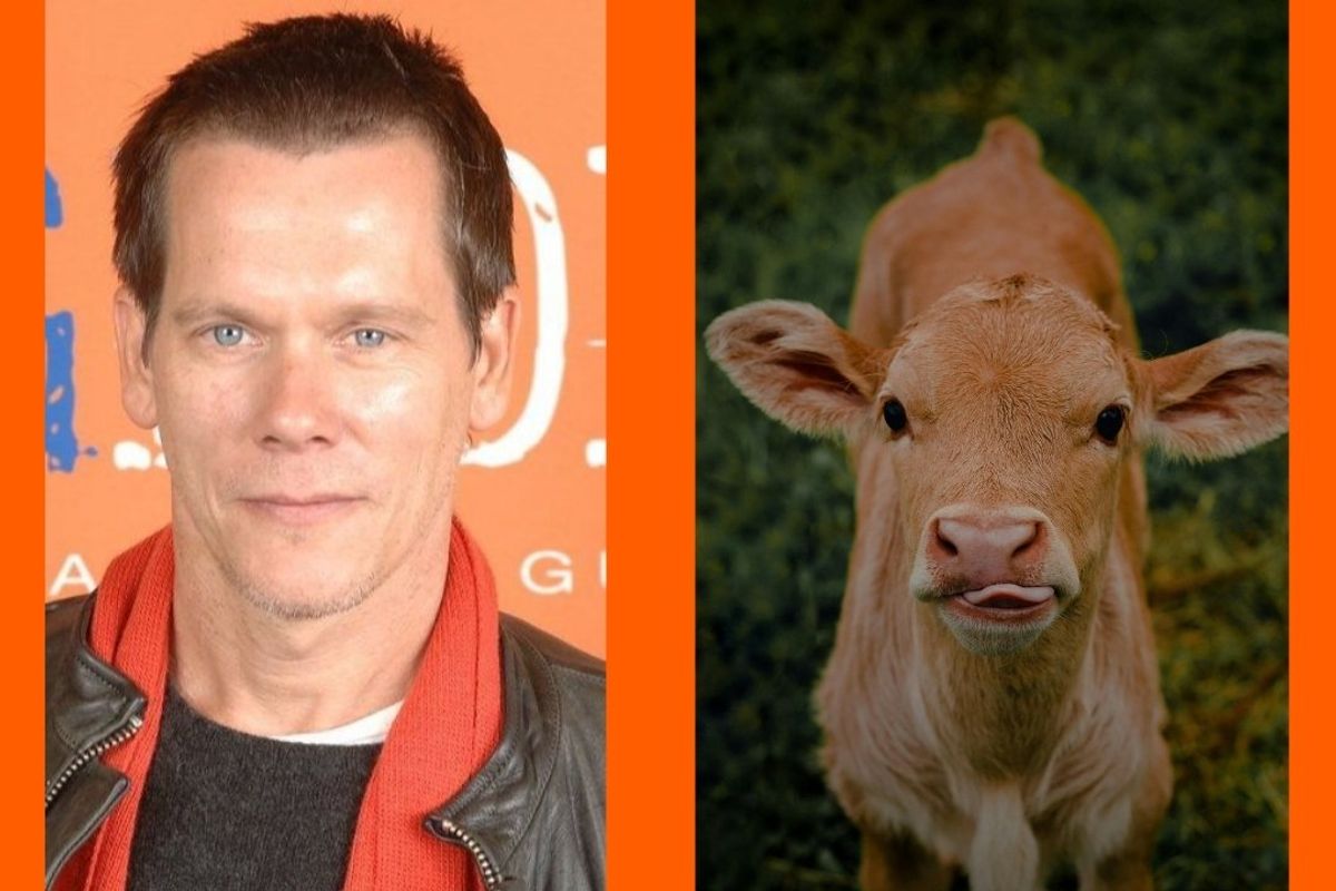 kevin bacon, kyra sedwick, baby cow, calves, love