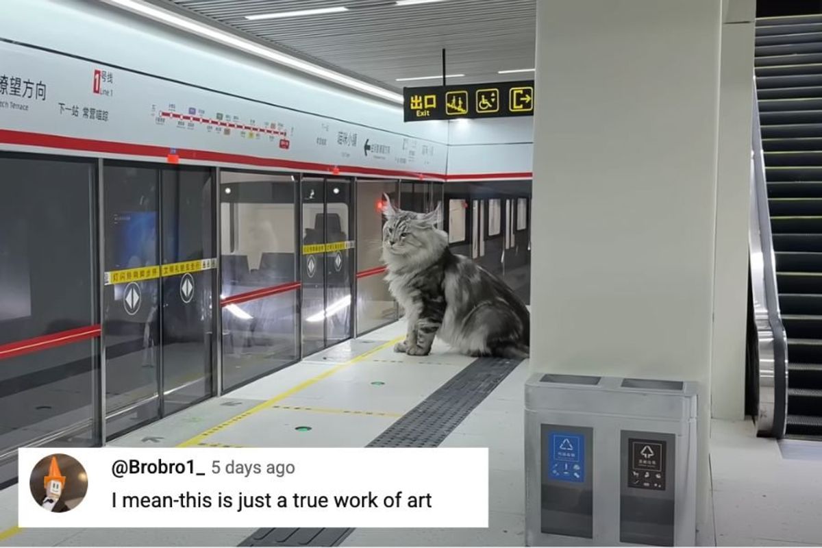 xings world, cat town, cat subway, cat house, diy cat house, diy cat enrichment, cat enrichment, next level cat tree