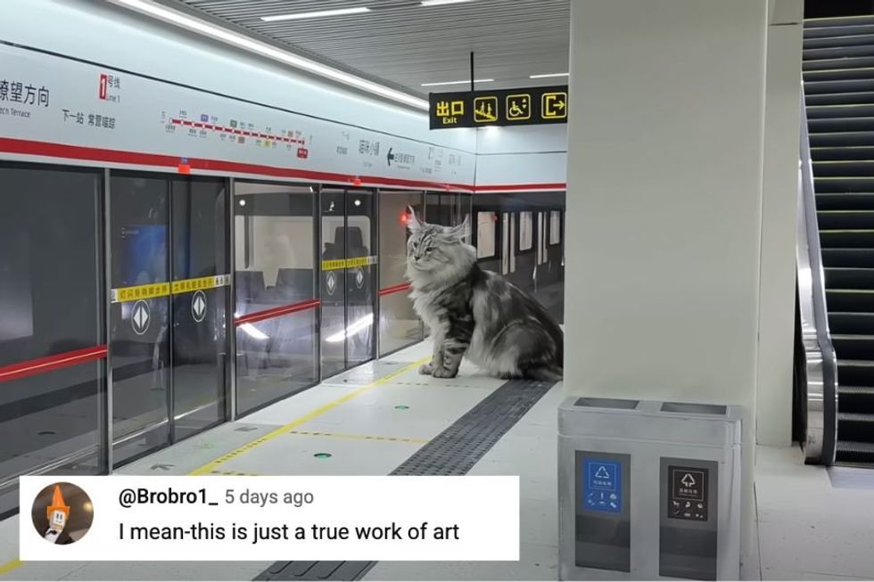 Obsessed cat dad builds an entirely feline-friendly miniature subway system with all the frills