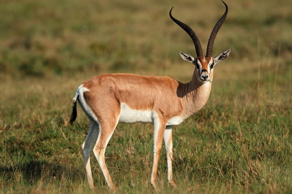 wild animals, domesticated animals, gazelle