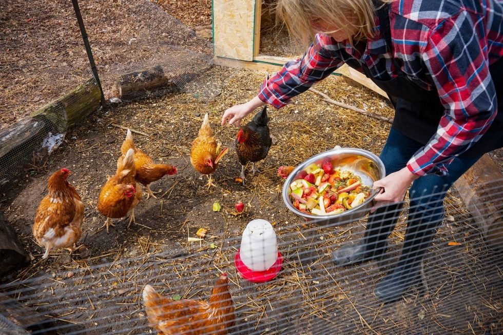 wild animals, domesticated animals, chickens, chicken feed