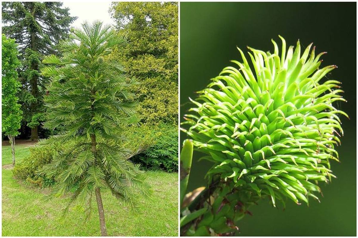 wollemi pine, endangered trees wollemi pine cone, australia trees, money tree, dinosaur tree