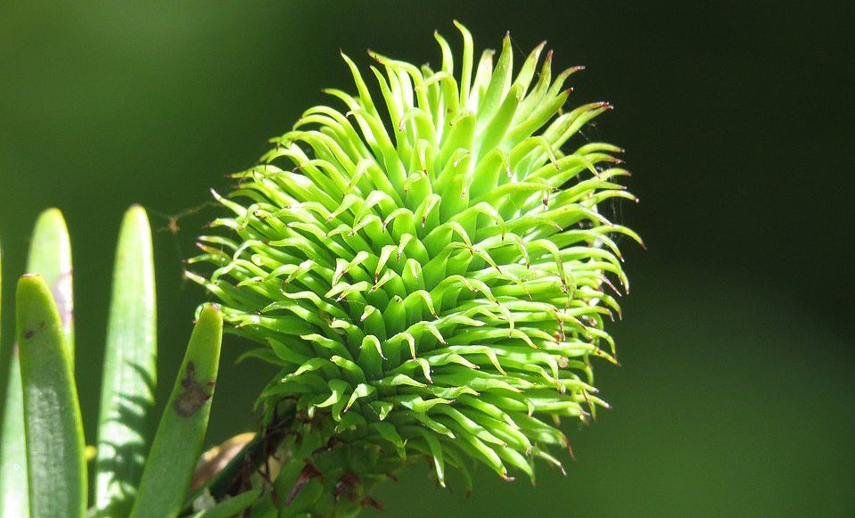 wollemi pine, endangered trees wollemi pine cone, australia trees, money tree, dinosaur tree