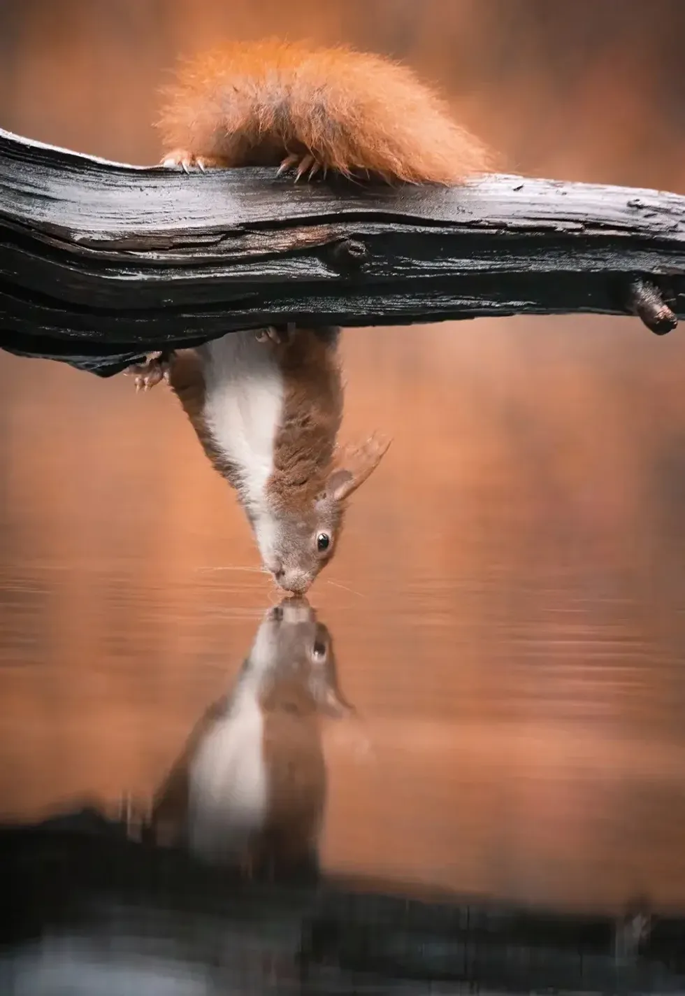 niki colemont, photography, squirrels, wildlife, nature, animals