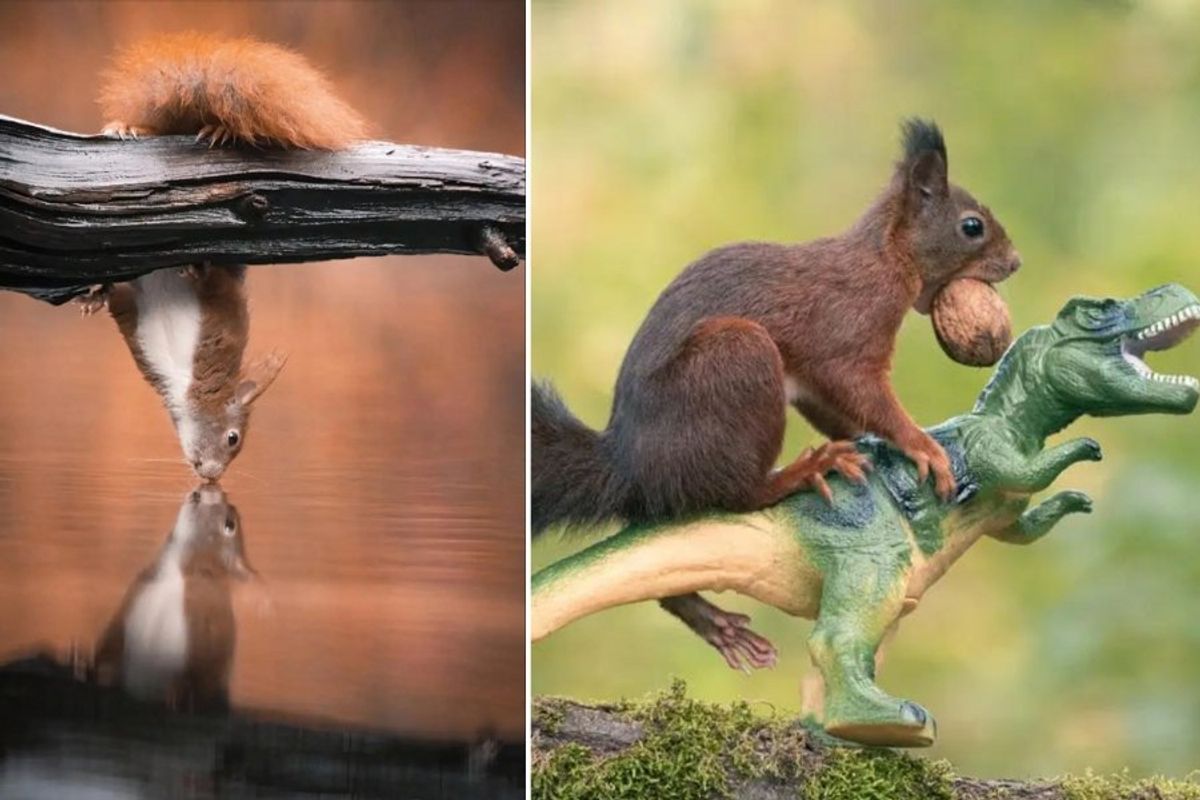 niki colemont, photography, squirrels, wildlife, nature, animals