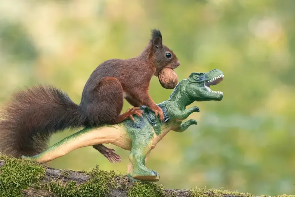 niki colemont, photography, squirrels, wildlife, nature, animals