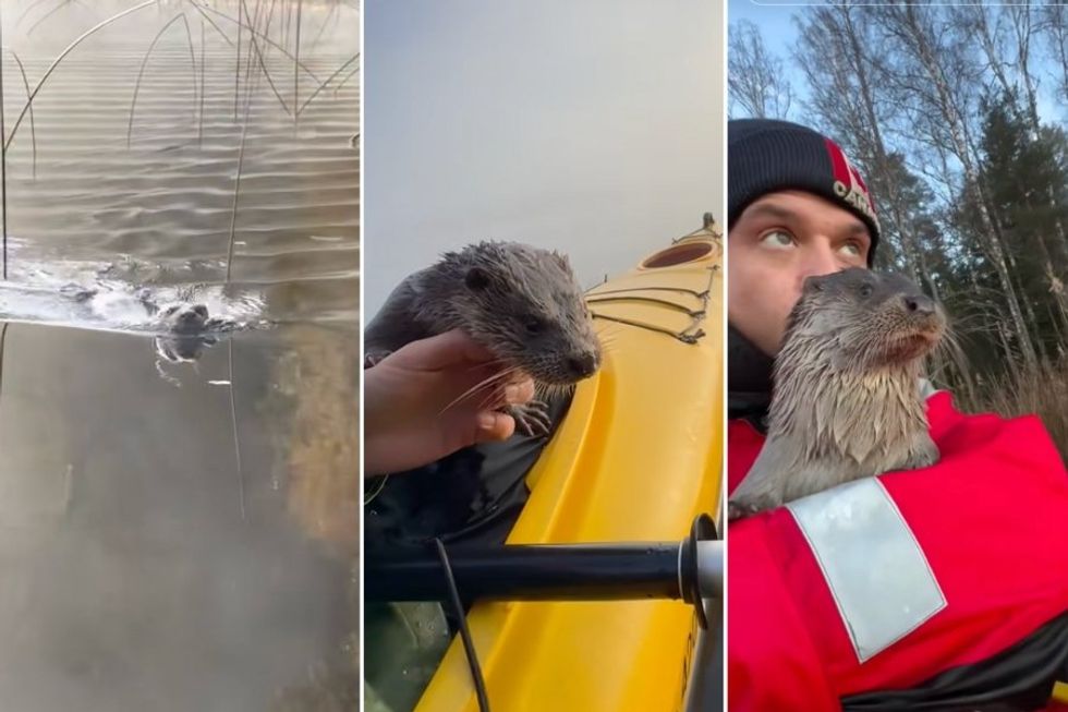 Man who raised and released an orphaned otter films her swimming to his kayak for cuddles