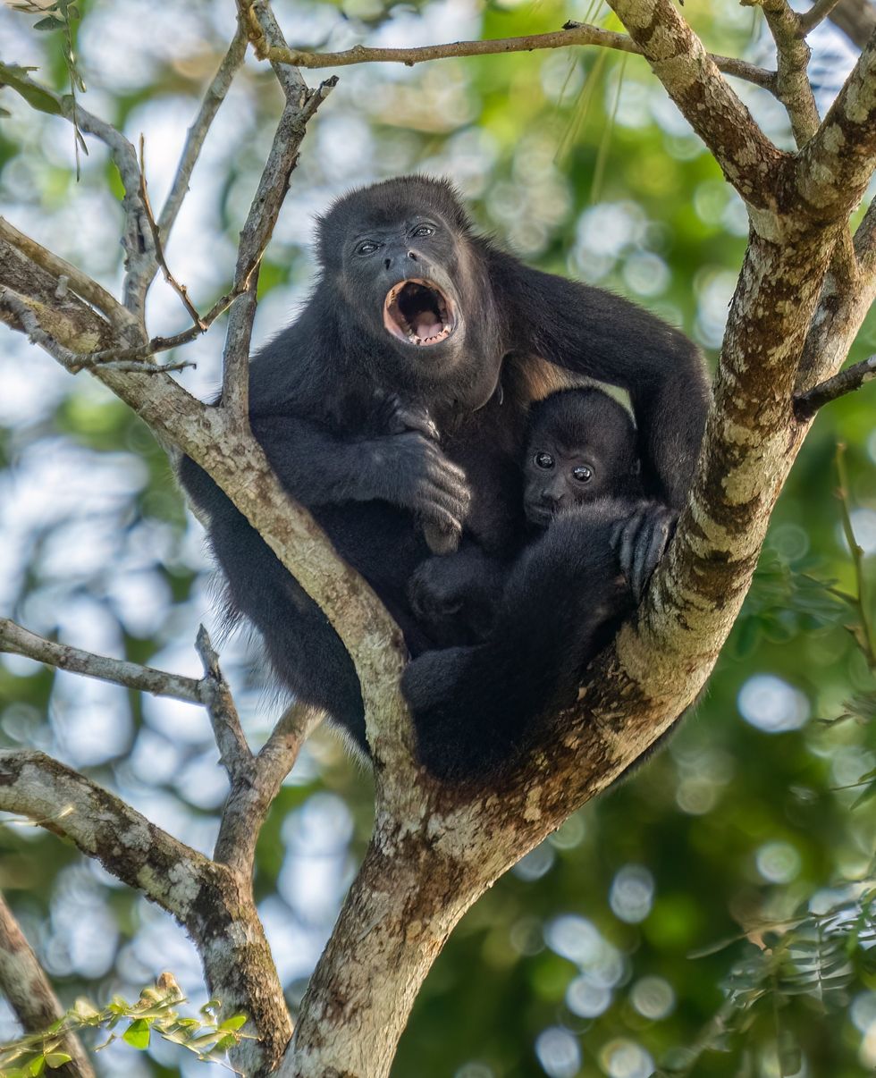howler monkey, zoo, monkey, trees, baby monkey