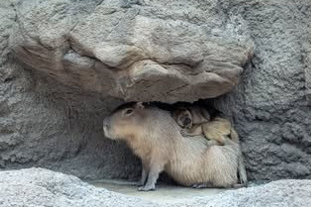 monkey, animal love, capybara, howler monkey, denver zoo