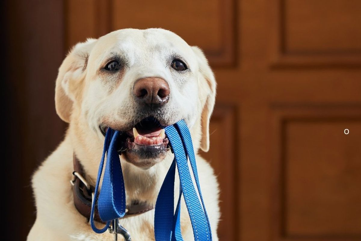 dog, good dog, rescue dog, house fire, pets