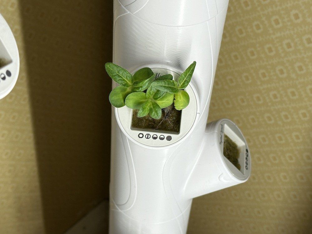 photo of Growing lettuce in yCube with Gardyn