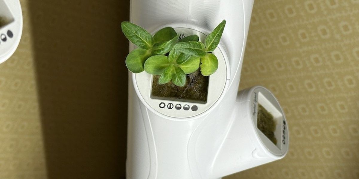 photo of Growing lettuce in yCube with Gardyn