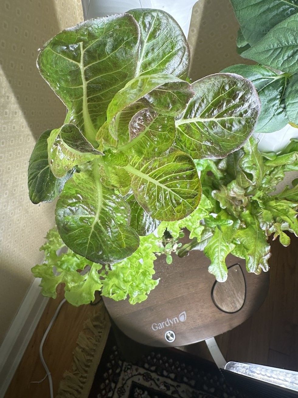 photo of lettuce growiing on Gardyn studio with bugs