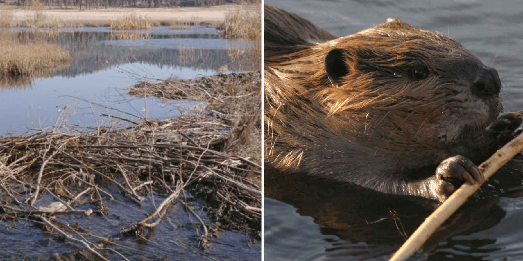 beaver, project, california, environment, sustainability