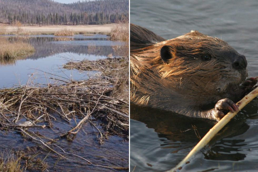 California brought back beavers for the first time in 70 years, and the results are already amazing