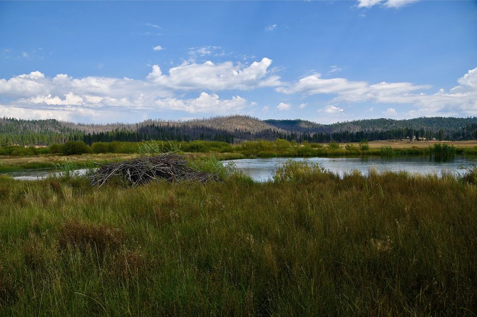 beaver, project, california, environment, sustainability