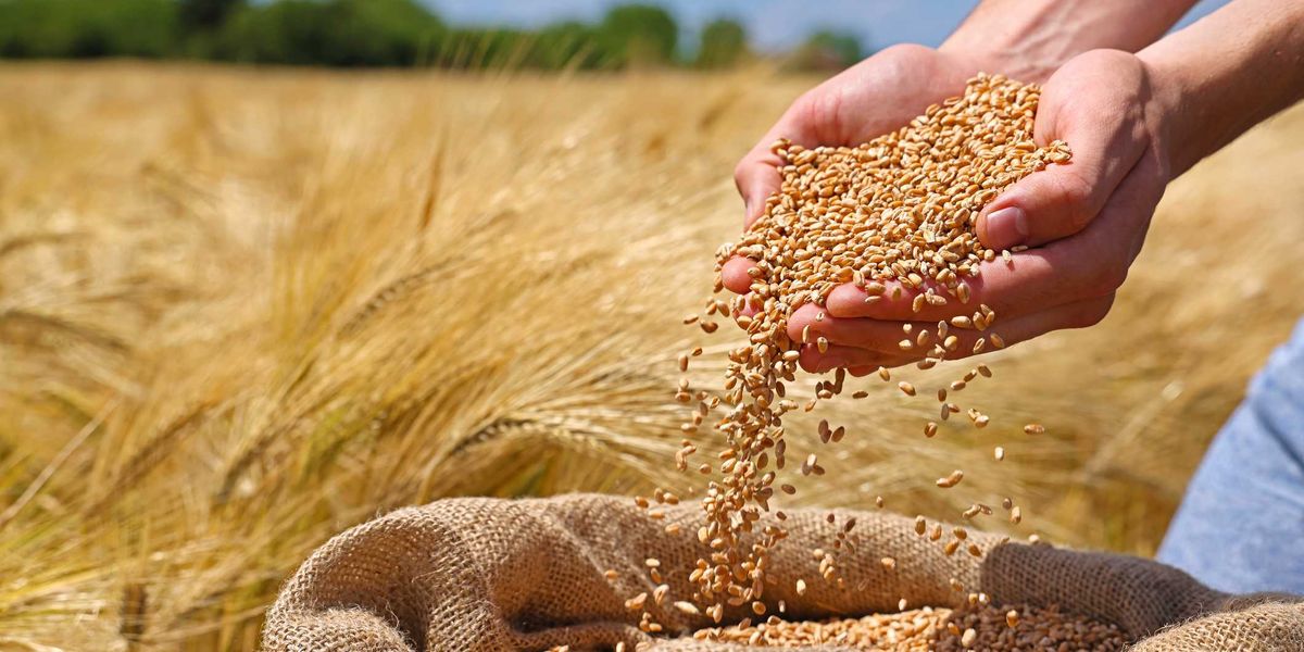 L’orzo, ottima alternativa alla pasta per tener sotto controllo la glicemia