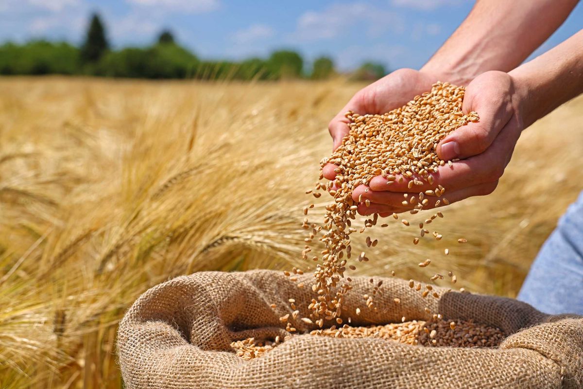 L’orzo, ottima alternativa alla pasta per tener sotto controllo la glicemia