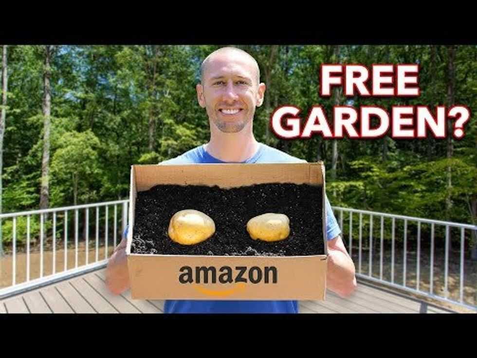 container gardening, amazon, cardboard box, growing vegetables, potatoes
