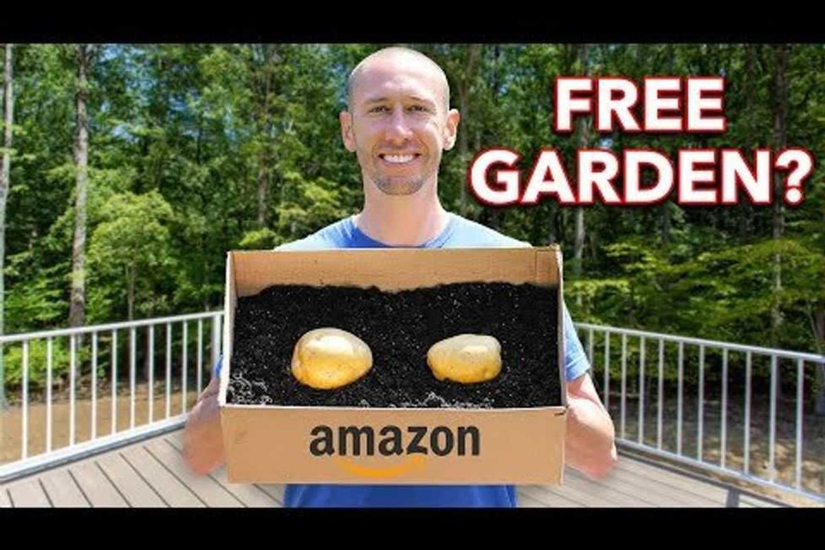 container gardening, amazon, cardboard box, growing vegetables, potatoes