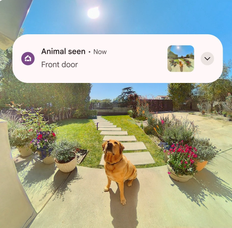 photo of video from Nest Doorbell in Google Home app of a dog at the front door