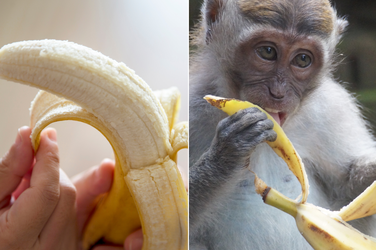 fruit, bananas, banana, monkeys, primates, apes, gorillas, food, eating, culture, funny