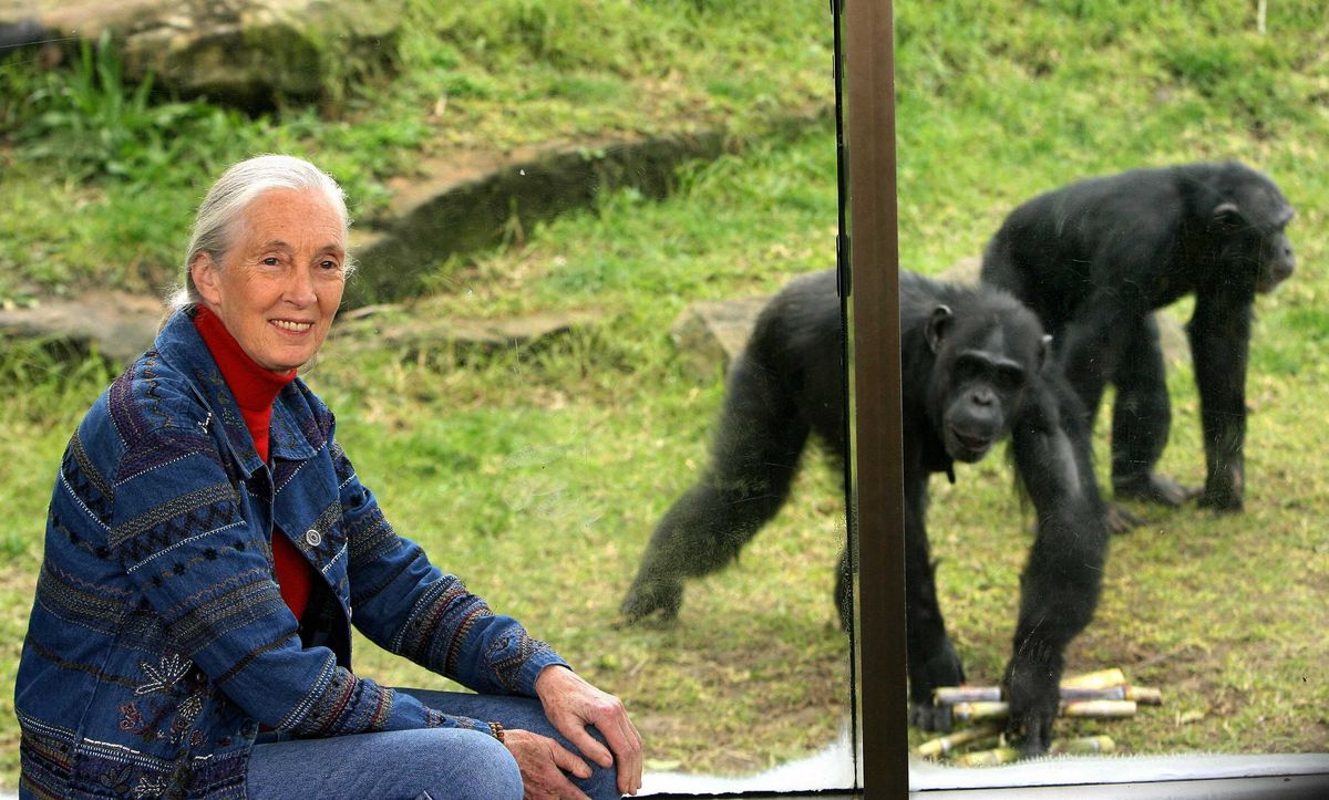 Remembering Jane Goodall, Who Taught the World How to Be More Humane | ...