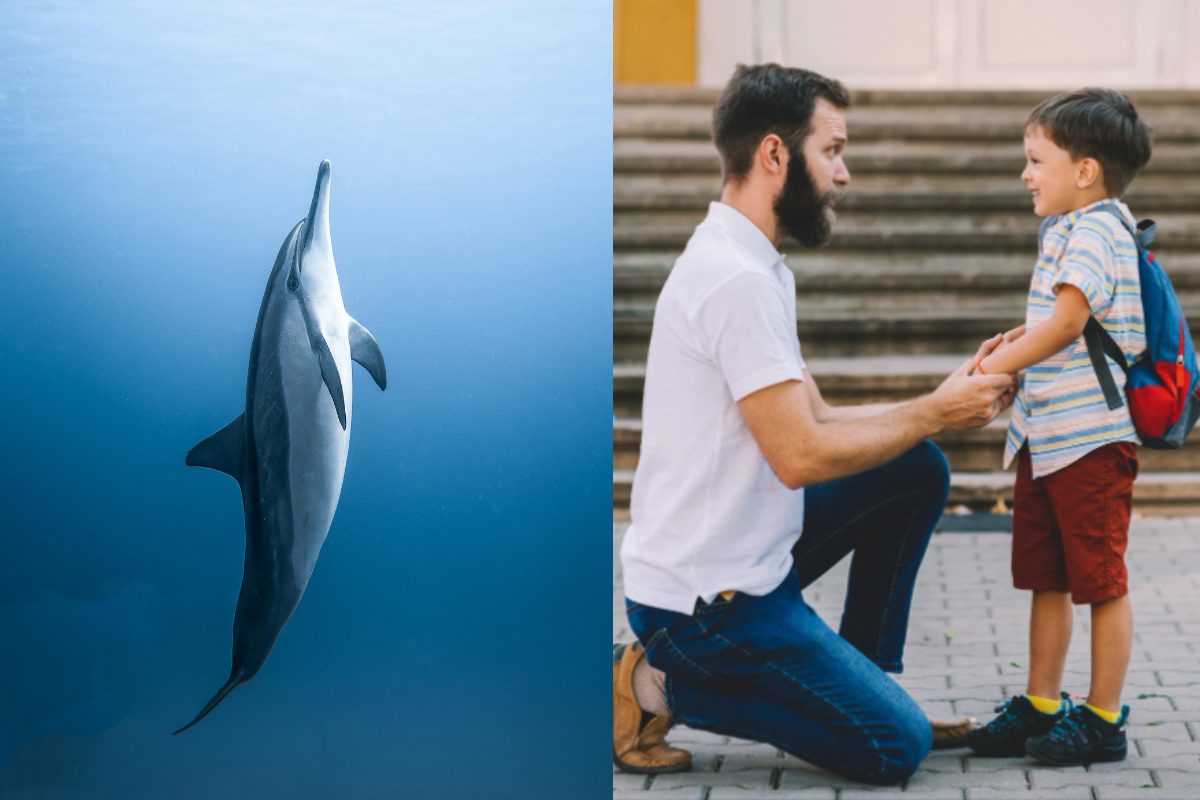 dolphin, dolphin parent, dolphin parenting, parenting, parenting style