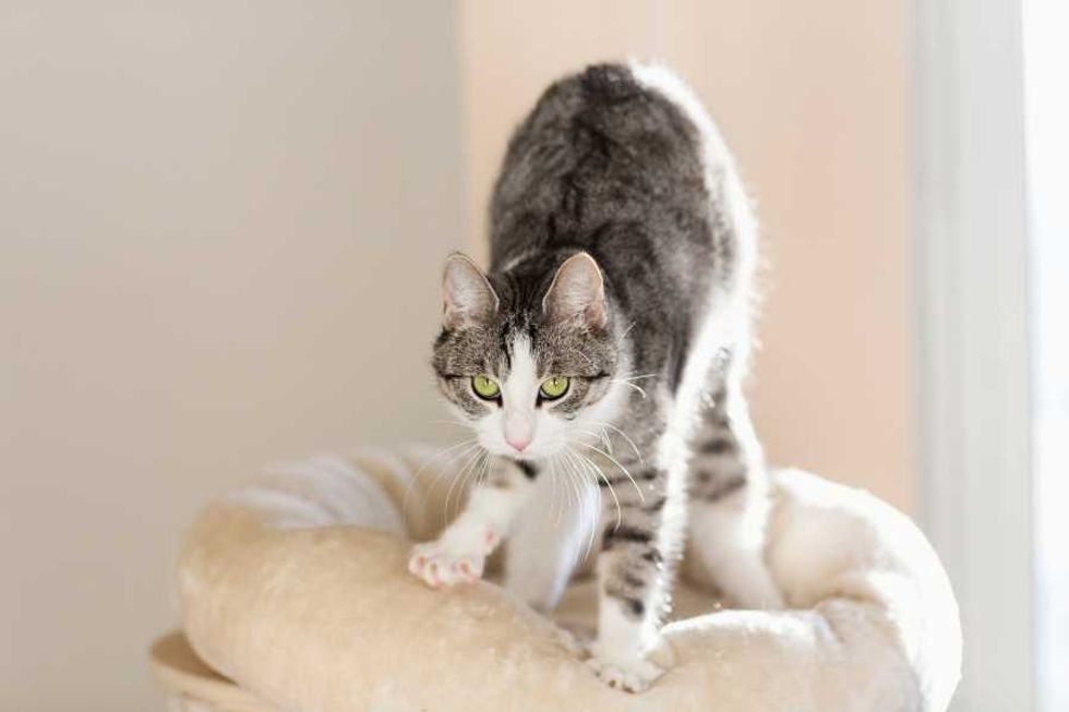 cats, pets, signs a cat loves you, kitties, animal behavior