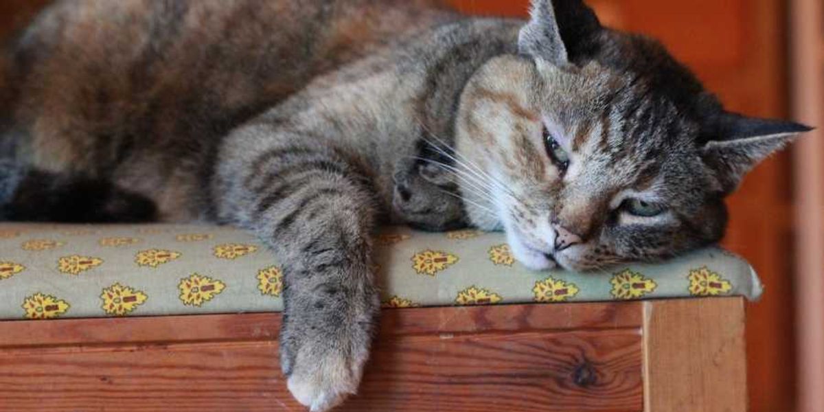 Veterinarian shares 7 signs a cat loves you, even if it seems like they couldn't care less