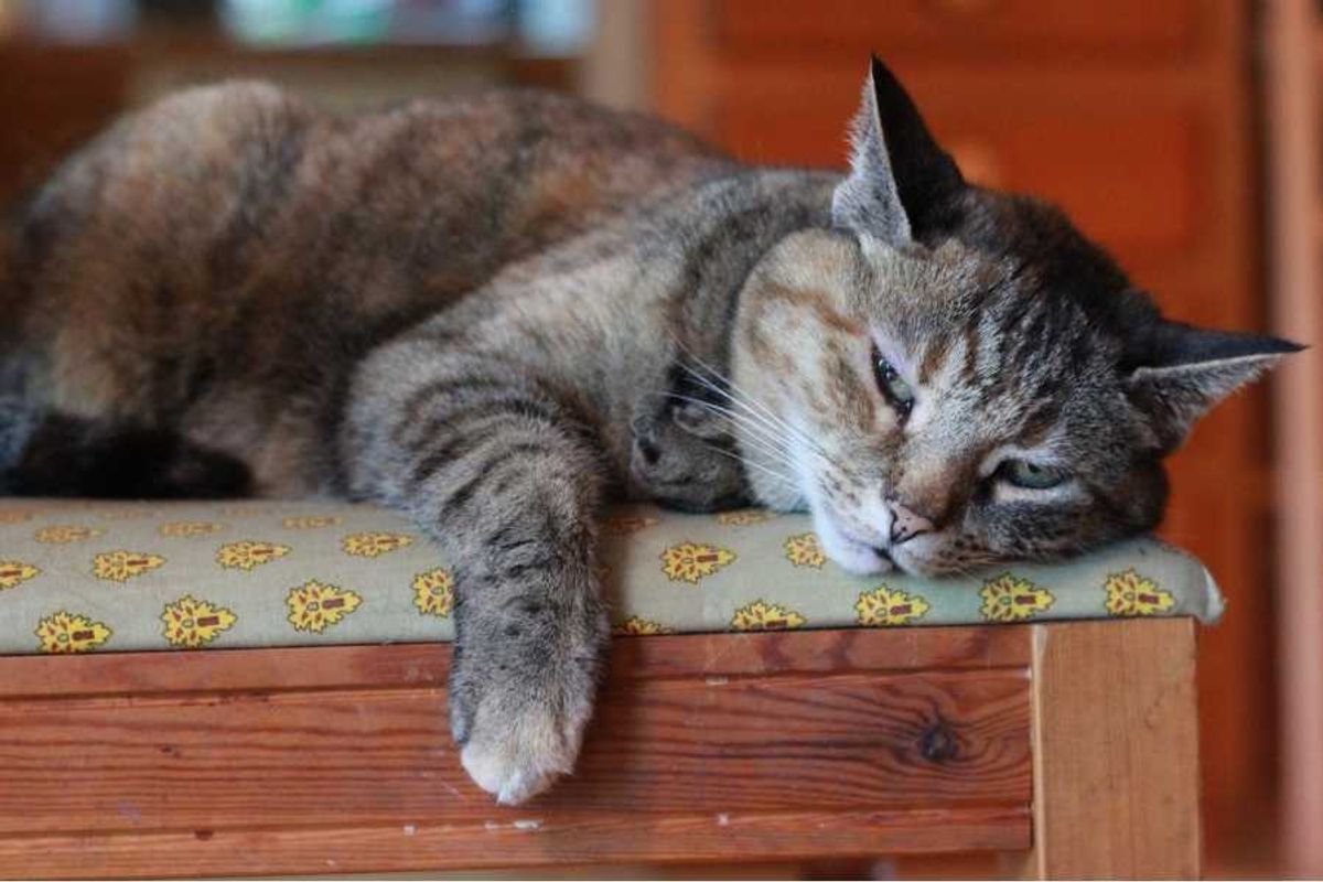 cats, pets, veterinarian, cat behavior, kitties
