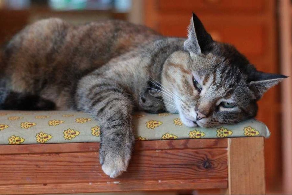 Veterinarian shares 7 signs a cat loves you, even if it seems like they couldn't care less