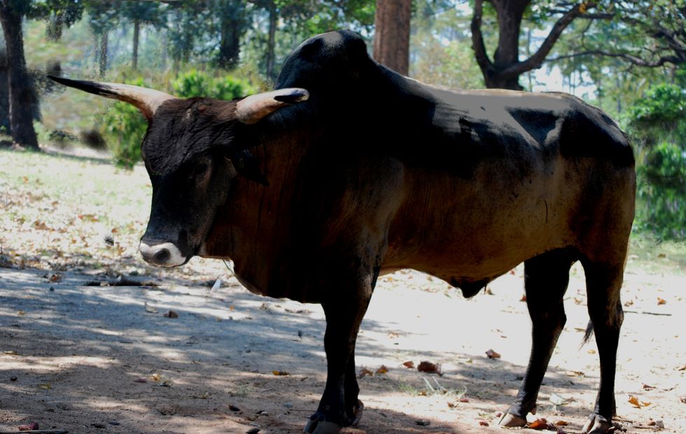 auroch, auroch cow, extinction, nature, extinct foods