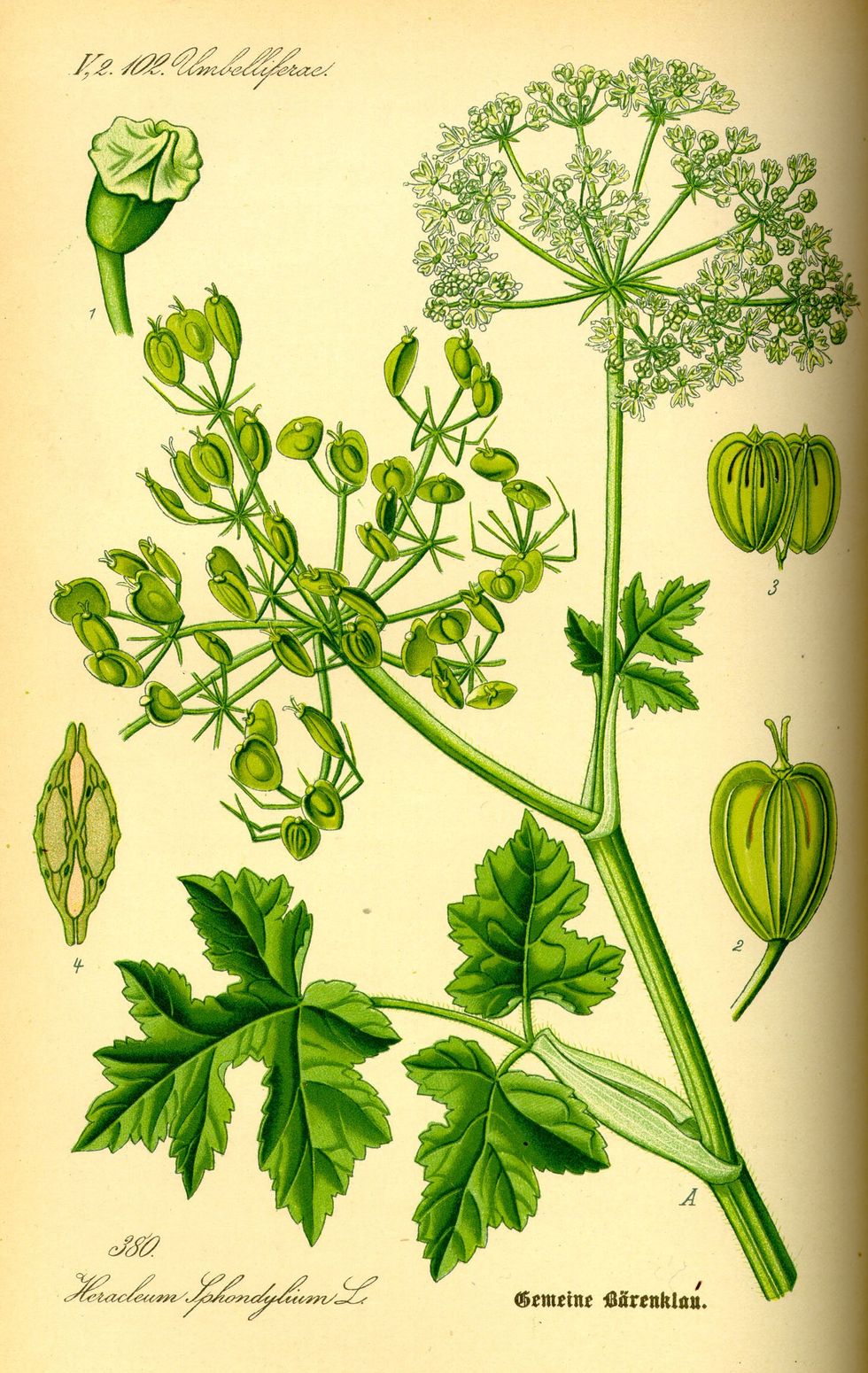 siphium, plant, seasoning, extinct food, nature, aphrodisiac