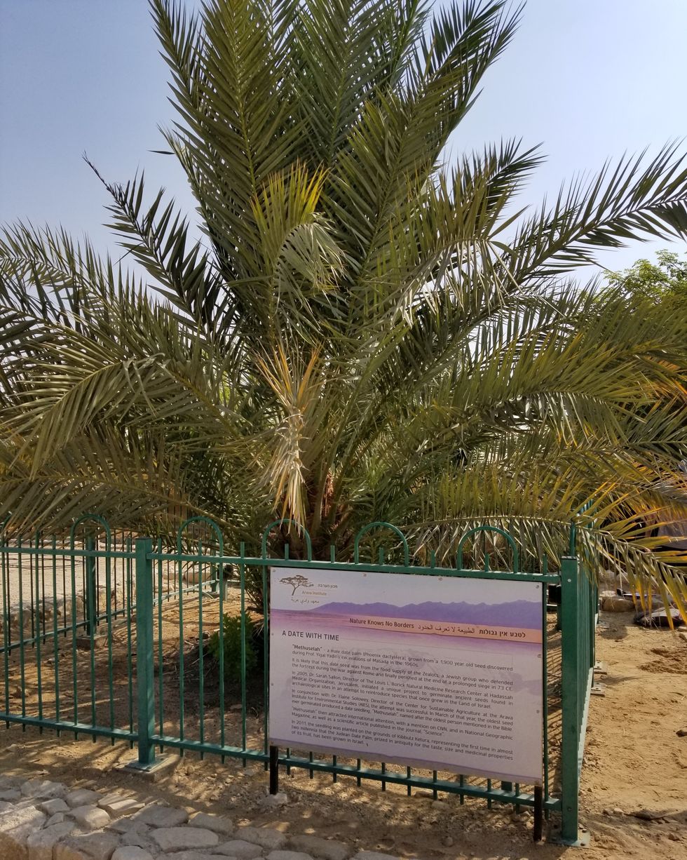 judean date palm, plant, plants, extinct, trees, ancient trees