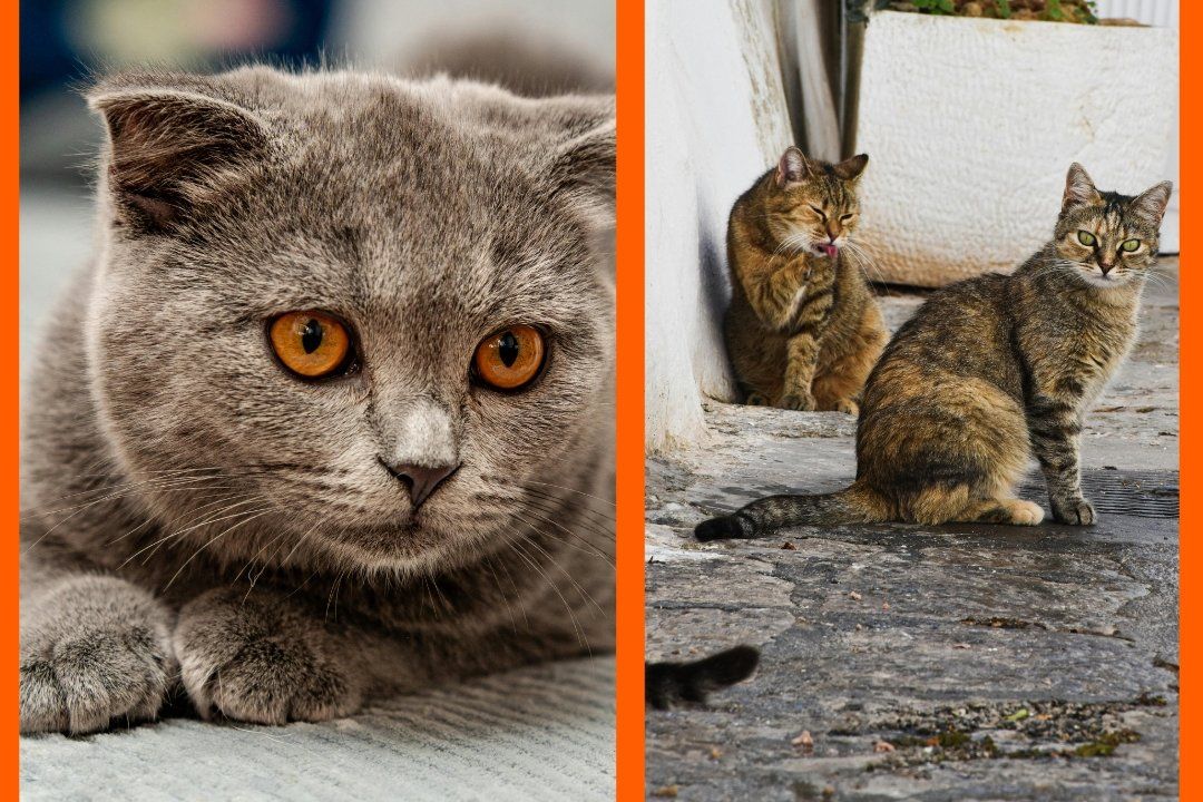 cats, secret society, japanese missing cat method, street cats