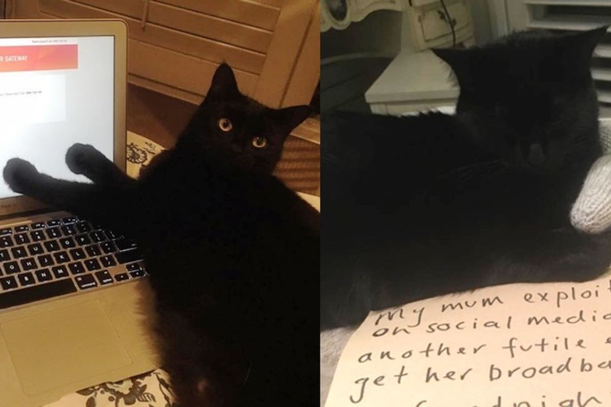 Cat Helps Her Human Get Internet Back and Saves Her from Boredom