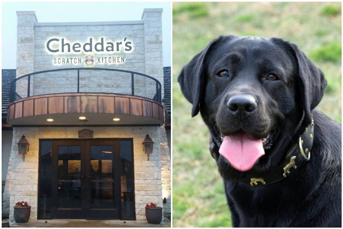 cheddar's scratch kitchen. black labrador, dogs, rainbow bridge, steak, steak house