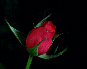 rose, rose name, rose gif, pretty rose, roses