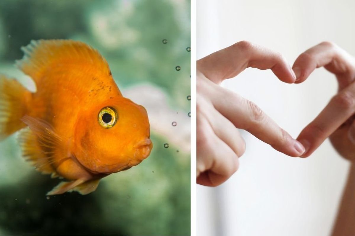 fish butthole, biology, weird science, interesting science, fish, animals, scientific study, evolution