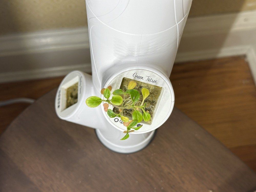 photo of Gardyn ycube for Green Tatsoi