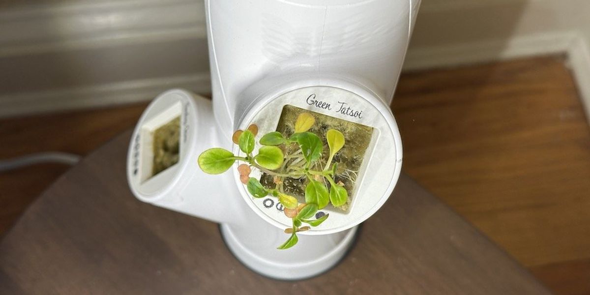 photo of Gardyn ycube for Green Tatsoi