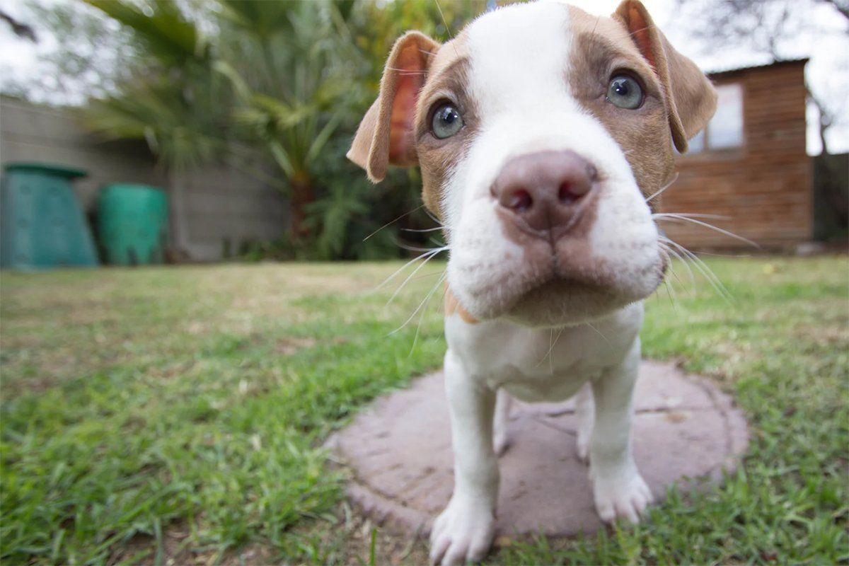 abandoned dog, pit bull rescue, dog adoption, emotional rescue story, tiktok dog, animal lovers, pet abandonment, rescue animal, kind homeowners, viral pet story, molly the pit bull, dog left behind, dog goes viral, happy dog ending, pet compassion, real estate surprise, rescue success, pet rehoming, animal care, dog story