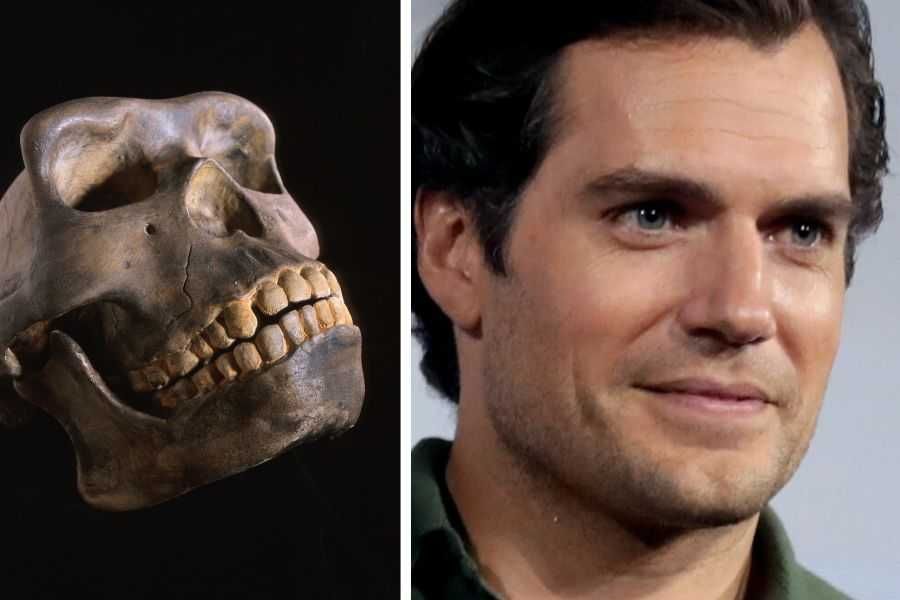 evolution, chin implants, cool history, science, pbs pbs eons, paleontology, smithsonian magazine